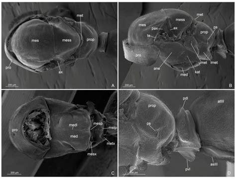 A Fine Morphological Study of the Rare Anillidris bruchi Santschi ...