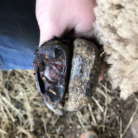 Small Ruminant Hoof Health