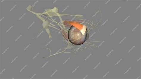 Premium Photo | The levator palpebrae superioris is the muscle in the orbit that elevates the ...