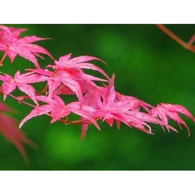 Buy SHINDESHOJO Japanese Maple - ACER PALMATUM 'SHINDESHOJO' - 1 - Year ...