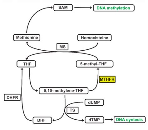 Image result for Folate DNA Synthesis