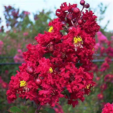 Crepe Myrtle Dwarf Red (Lagerstroemia) Rare Flowering Live Plant – Bees ...