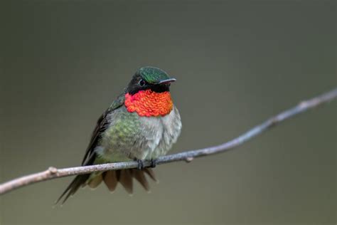 Hummingbird Migration in Southern California 的图像结果