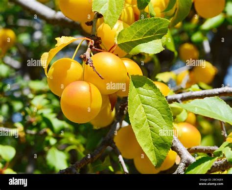 Yellow fresh Wild Plum, season Stock Photo - Alamy