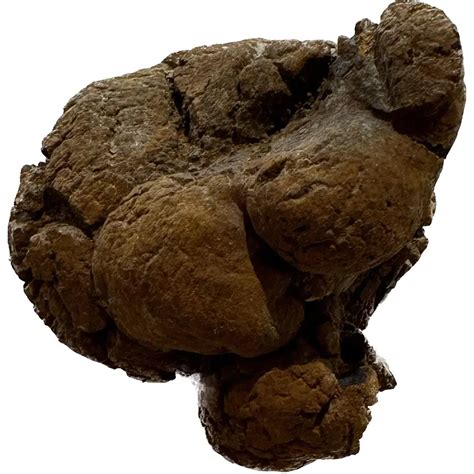 Image result for Gopher Turtle Poop