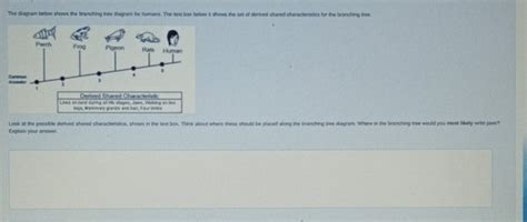 Solved: The diagram below shows the branching tree diagram for humans ...