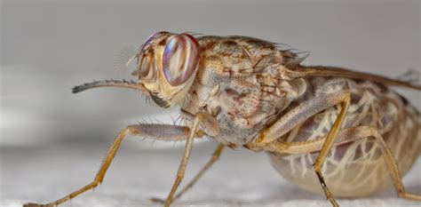 Get Set Fly Science 的图像结果