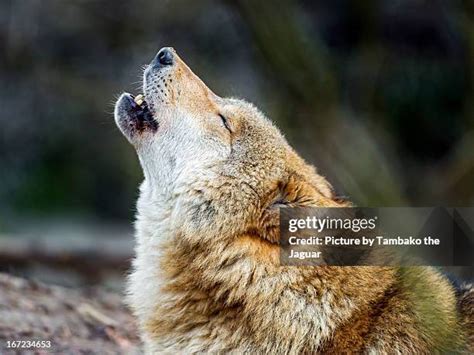 Image result for Coolest Wolves Howling
