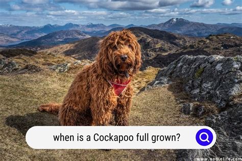 Image result for Cockapoo Full Size