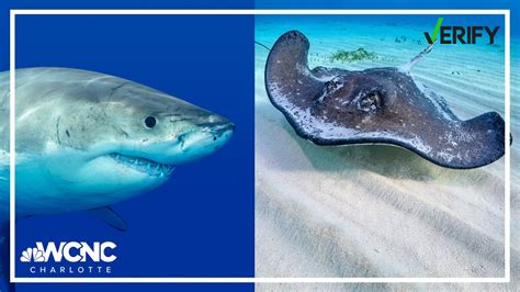 Can a stingray and a shark mate? | VERIFY Fact Check | wcnc.com