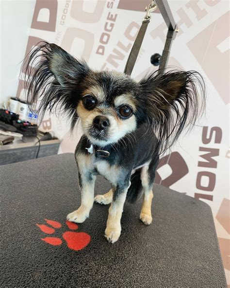 Dog Grooming: When, Why, & How. There are a lot of things to consider ...