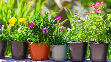 9 Best Fall Outdoor Plants for Your Garden