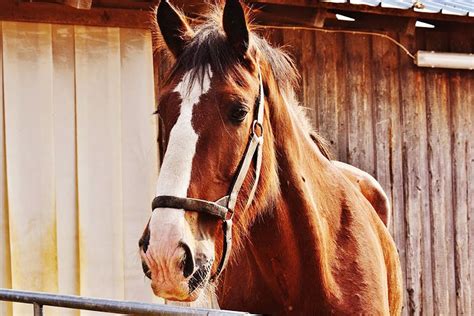 Army Polo Riding Club | LBB