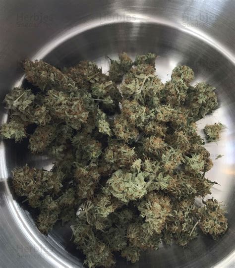 Image result for Alien OG Seeds