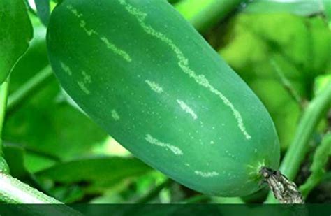 Gayathri Seeds stem cuttings of Desi Ivy gourd Coccinia grandis ...