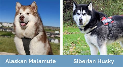 Alaskan Malamute vs Siberian Husky: What's the Difference? (With ...