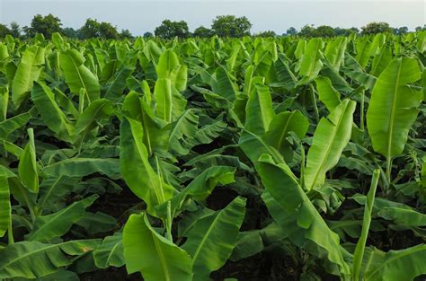 Plantation Agriculture Bananas