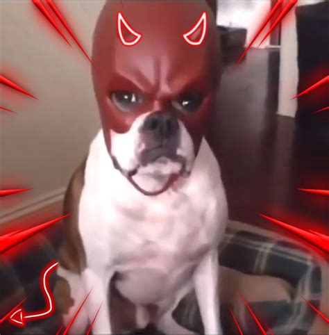 Daredevil dog | Dog memes, Angry dog, Memes