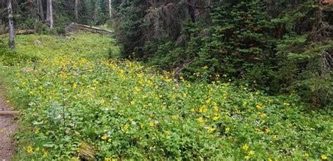 Lake O'Hara Hiking - ALPINE HOLIDAYS (Banff) - All You Need to Know ...