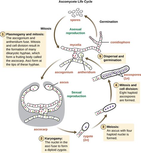 Basidiomycete Life Cycle