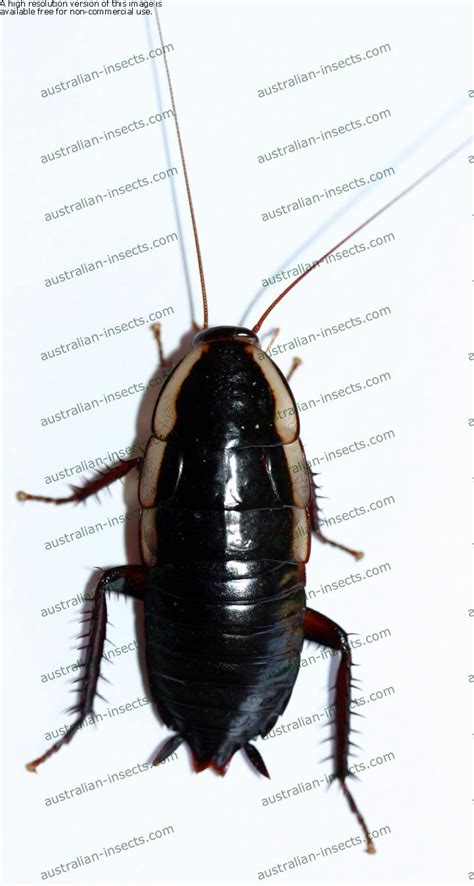 Australian Cockroach 的图像结果