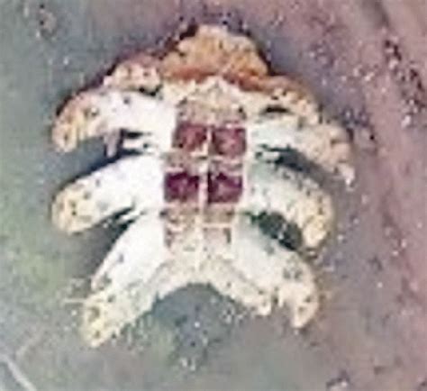 Image result for Alien Worm Attack