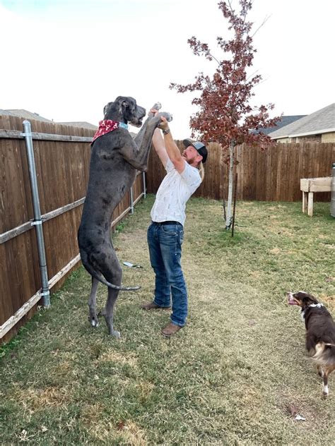 Worlds Largest Doberman Zeus, The World's Tallest Dog Ever, Dies At