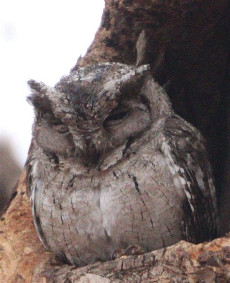 TAARU VANN (Chandrapur, Maharashtra) - Hotel Reviews & Photos - Tripadvisor