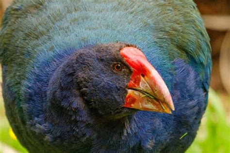 Image result for Extinct Animals Revival