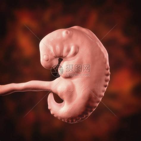 怀孕4周胚胎第4周中间部分科学精插画图片下载-正版图片402331450-摄图网
