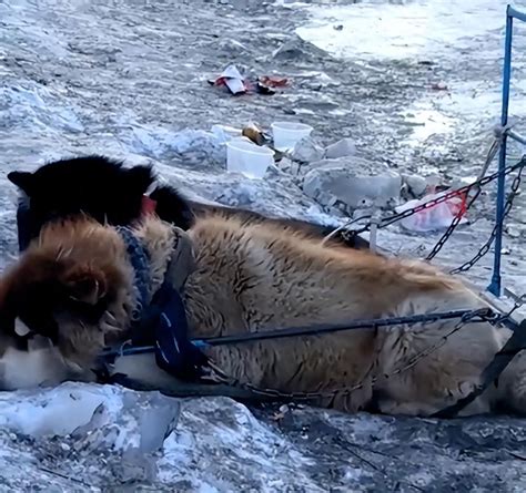 网友建议哈尔滨取消“狗拉雪橇”，12345：将反映；动物协会曾发文：并非天生会拉雪橇，未经训练会受伤
