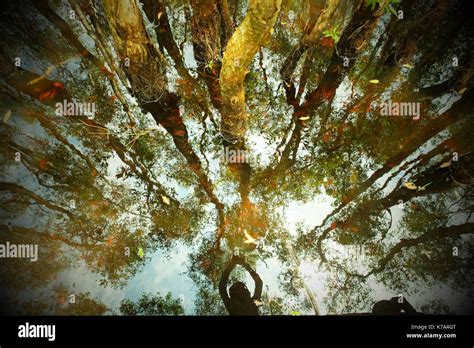 Funnel Vision Tree Fall 的图像结果