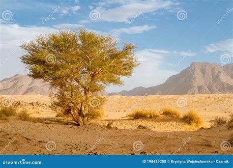 How Do Plants Live In The Sahara Desert at Caitlin Hume blog