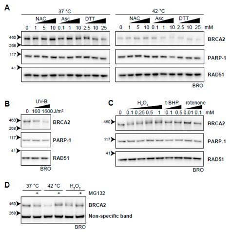 On the Mechanism of Hyperthermia-Induced BRCA2 Protein Degradation