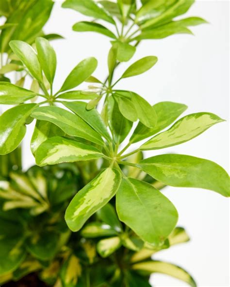 Buy Schefflera Variegated Plant Online in Delhi at Best Price