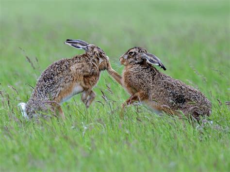 Difference Between Hare And Rabbit Comparison Between Rabbit And Hare