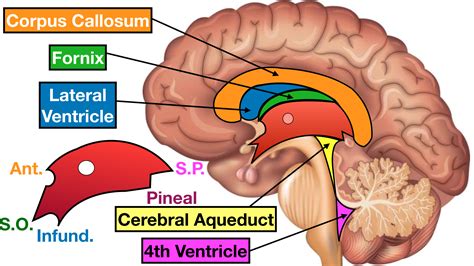 Ventricles Of The Brain Thalamus Third ventricle surgical anatomy and approaches