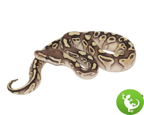 Image result for Butter Ball Python Morph