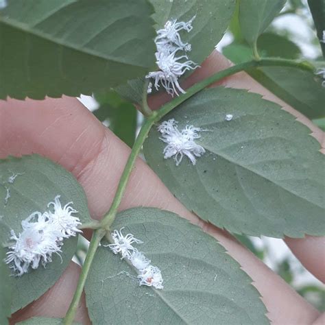 Mealybugs on Plants - Houseplant Pests - Mealybug Treatment