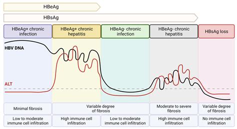 Recent Insights into the Role of B Cells in Chronic Hepatitis B and C Infections
