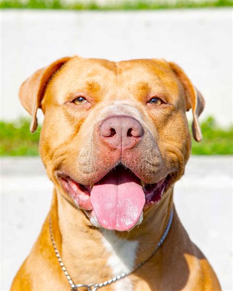 Red Nose Pitbull: Breed Info, Pictures, Genetics, Facts & More