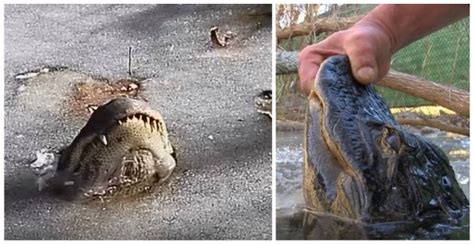 Alligators Stick Noses Out Above Frozen Water | કડકડતી ઠંડીમાં થીજેલા ...