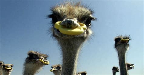 There's Finally An Answer For Why Ostriches Are So Grumpy And ...