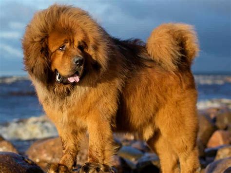 Most Expensive Dog Breeds In India | atelier-yuwa.ciao.jp