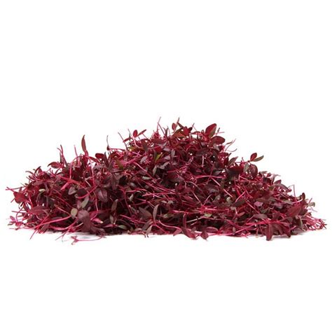 Red Amarathus Micro Green Seeds