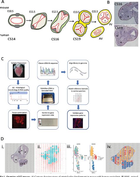Spatial Transcriptome Mouse Embryo Development 的图像结果