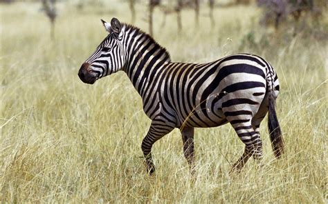 Image result for Zebra Programming Language Applications