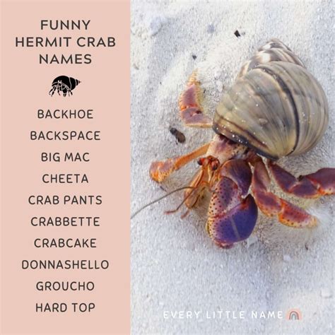 150+ Best Hermit Crab Names (Cute, Funny, and Cool Ideas) - Every Little Name