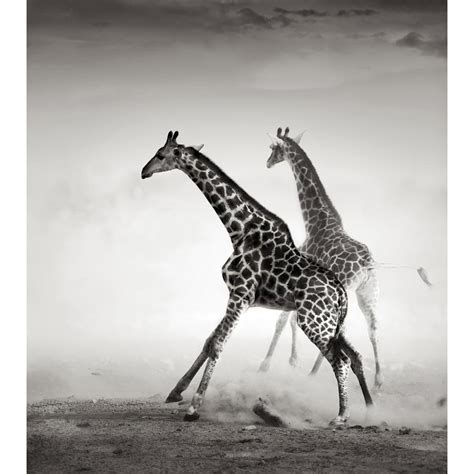 Pitaara Box Giraffes On The Run | Peel & Stick Vinyl Wall Sticker for ...