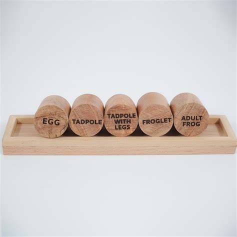Frog Life Cycle Wooden Stamp Set – 5 Stages of Frog Metamorphosis ...